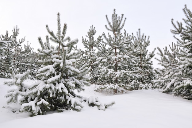 Young snowy spruce trees grow in the forest