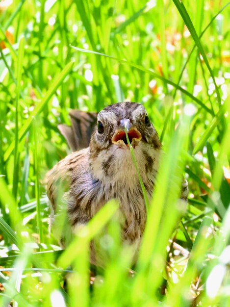 Young song sparrow