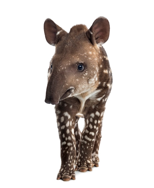 Young South american tapir, isolated on white, 41 days old