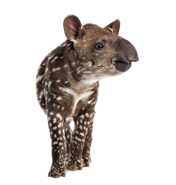 Young South american tapir, isolated on white, 41 days old