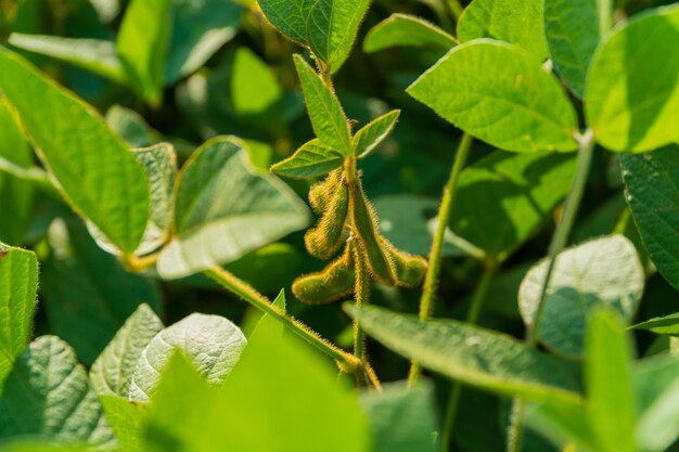 Young soybean pods in a soybean field on a sunny day Green soy pods close up