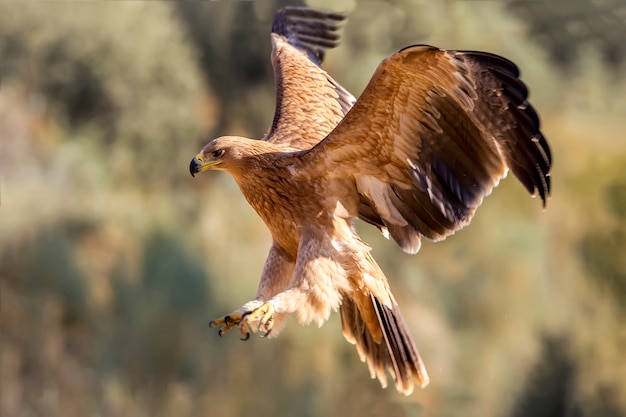 Young Spanish imperial eagle. Aquila adalberti