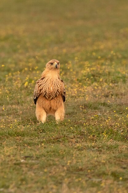 Young Spanish Imperial Eagle with the dawn lights of a cold winter day