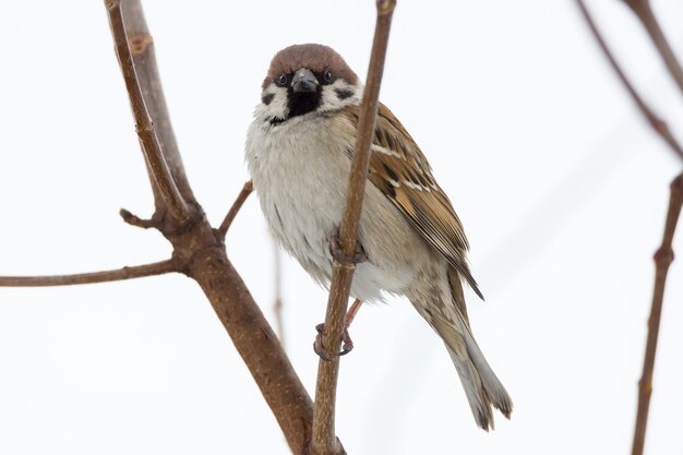 Young sparrow on branch