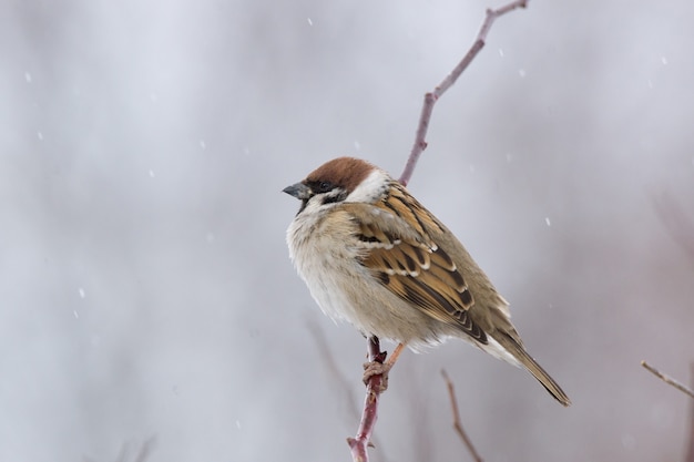 Young sparrow on branch