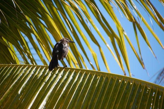 Young specimen of crow perched on a palm leaf during the day