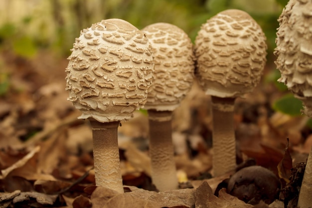 Young specimens of macrolepiota procera with their cap still closed.