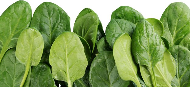 Young Spinach Leaves Close-up - Isolated