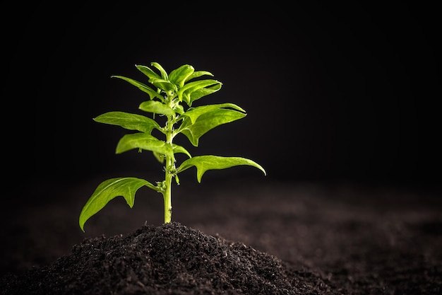 Photo young spinach plant