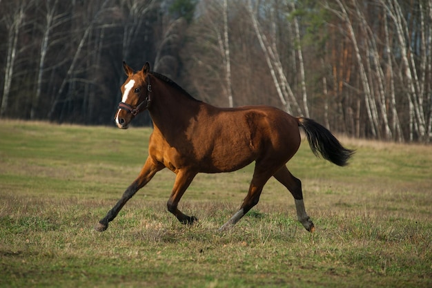 Addestramento di giovani cavalli sportivi nei campi