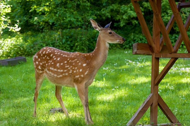 Young spotted deer in the forest on a clearing