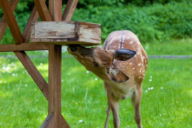 Young spotted deer in the forest on a clearing