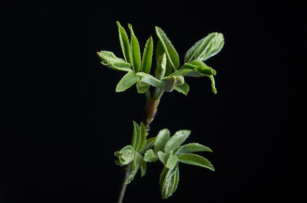 Young sprig of Rowan red on a dark black background .