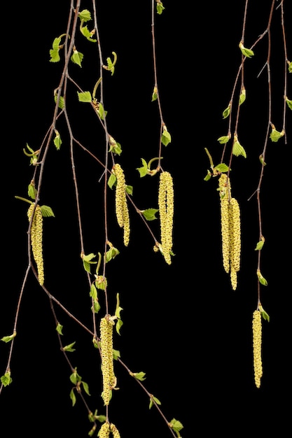 Young sprigs of birch with leaves and earrings on black background