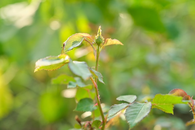 つぼみのあるバラの若い春の茂み。植物にアブラムシを運ぶアリ、若い枝にアブラムシの害虫をクローズアップ