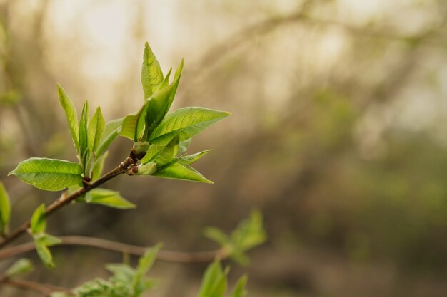 Young spring leaves on the branches copy space. Blooming kidneys.