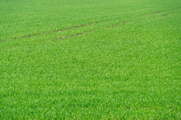 Young spring shoots of greenery and wheat on the plantation An ecologically clean place for growing grain crops