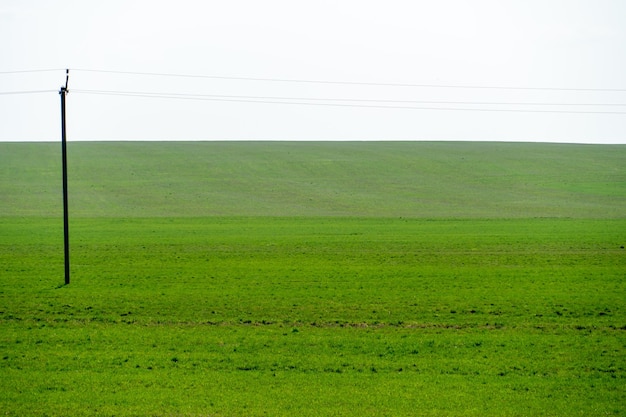 Young spring shoots of greenery and wheat on the plantation An ecologically clean place for growing grain crops