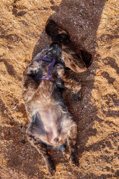 Photo young springer spaniel dog playing with toy on a floor on sea shore.