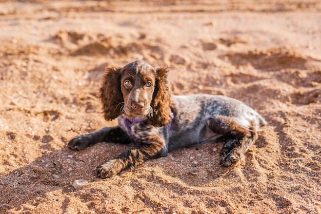 Young springer spaniel dog playing with toy on a floor on sea shore.