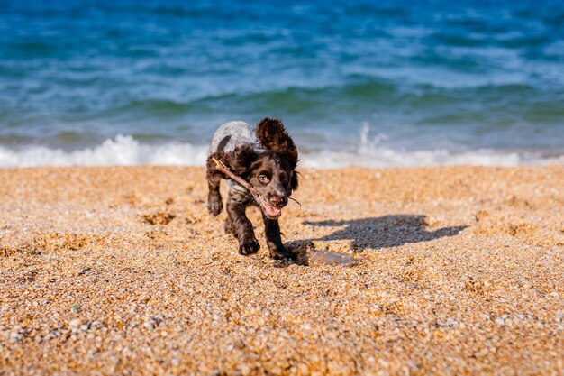 Фото Молодая собака спрингер-спаниеля играет с игрушкой на полу на берегу моря.