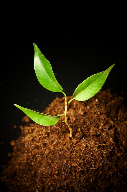 Young sprout on a black background