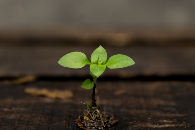 Photo young sprout at blurry wood background