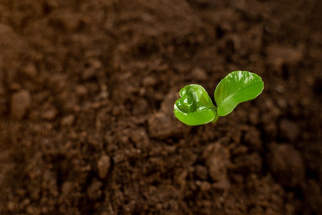 茶色の背景に若い芽トップビュー苗の成長と開発の概念