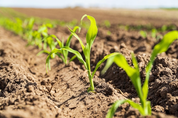 Young sprout of corn on farm field Growing young green corn seedling sprouts