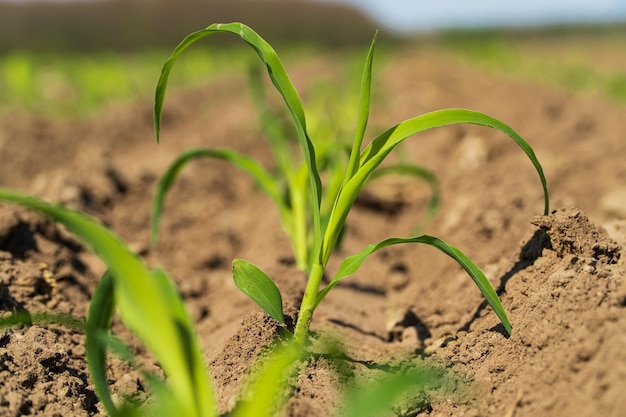 Young sprout of corn growing in soil