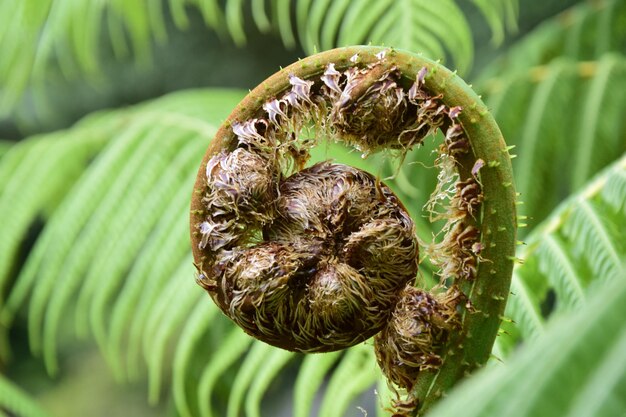 Young sprout of a fern closeup next to Pailon del Diablo Mountain river and waterfall in the Andes Banos