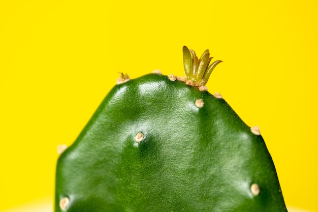 Young sprout in the form of a crown onlarge prickly pear cactus on a yellow background for design on the theme of business development