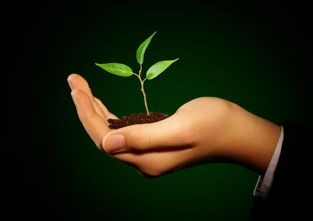 Young sprout in a hand