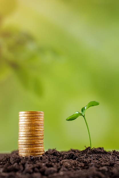 young sprout next to a hill of coins the concept of profit growth business and economics