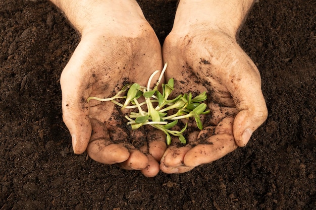 Young sprout plants in old dirty hands concept