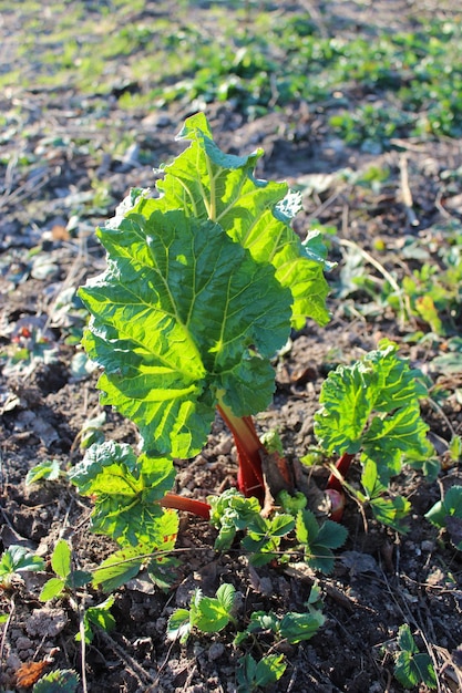 春 に 地面 から 芽生え た ラバーバ の 若い 芽