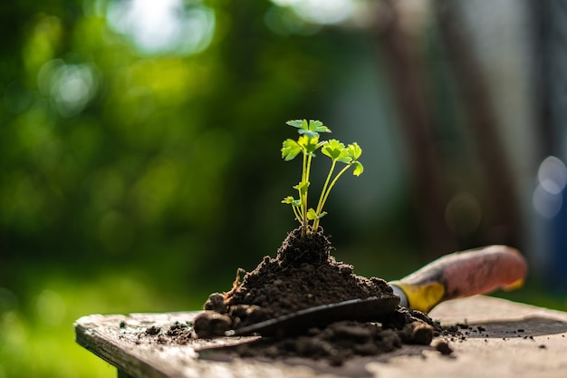 Young sprout in soil on the scoop on the ground in the farm