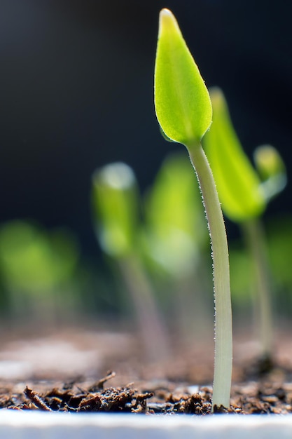 Young sprout in springtime. Closeup Sprout. New life.