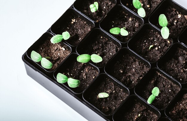 Young sprout in springtime,Closeup.