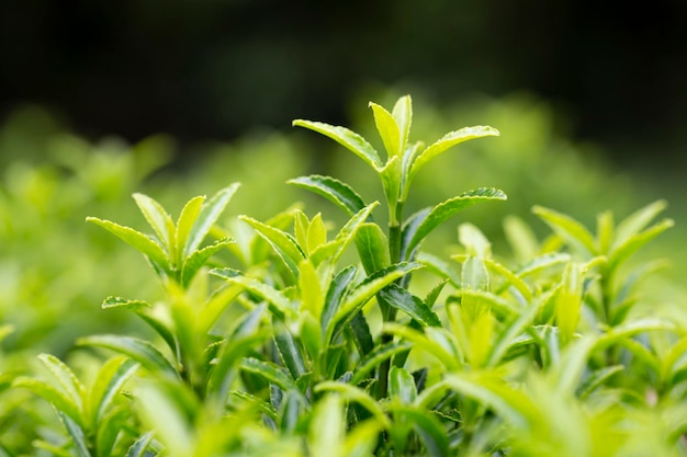 春の若い芽クローズ アップ春の緑の葉の茂みにぼかした緑の背景の選択と集中の低木の枝新しい生命の概念