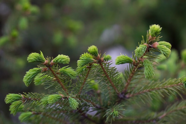 Young sprout of spruce close-up.