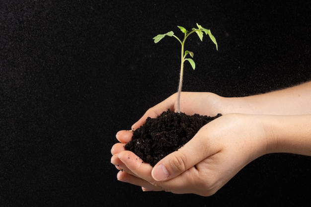 A young sprout with the earth in the hands of a man