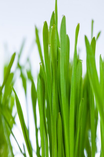 Young sprouted wheat in the agricultural field