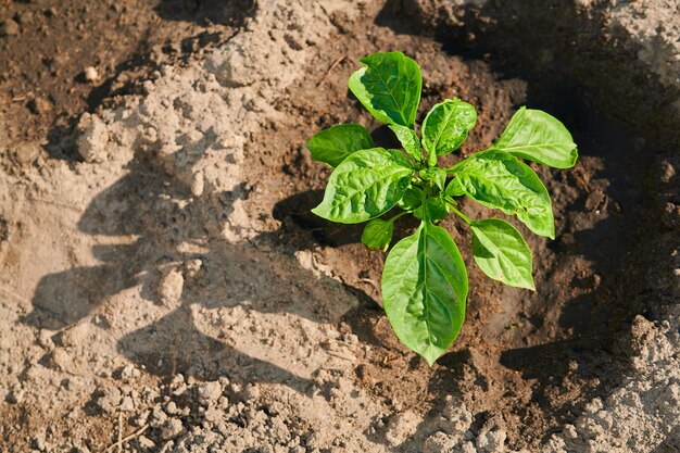 young sprouting sprout of pepper planted in the ground