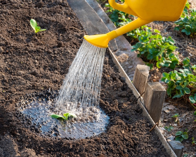 Young sprouts are watered from a yellow watering can in the garden. Dry summers make watering the fields a daily task for farmers. Planting plants in the soil