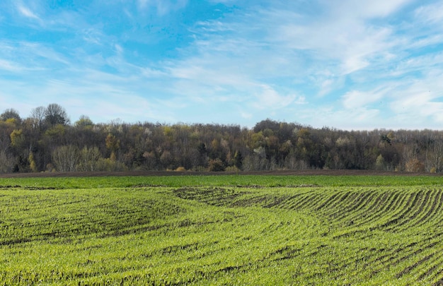 Young sprouts of barley in a spring field the concept of growth development of a new life and overco