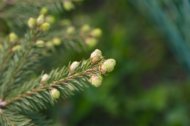 Young sprouts on a branch of a coniferous tree