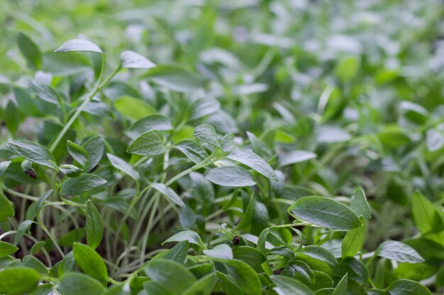 Young sprouts of greens. Microgreen. Seed husk on germinated sprout.