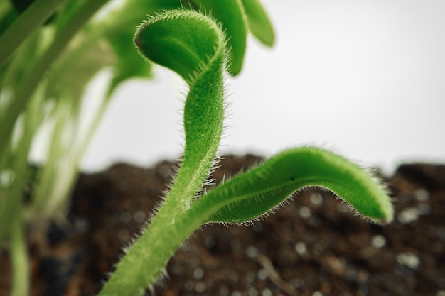 Young sprouts of microgreen plant close up, macro