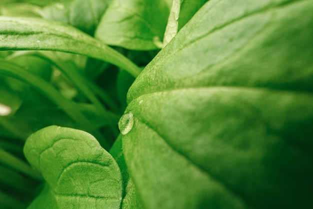 Young sprouts of microgreen plant close up, macro